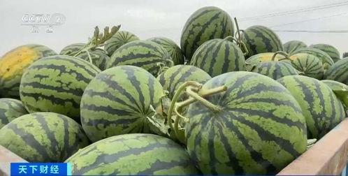 《从吃瓜成为卖瓜》,从吃瓜群众到瓜界商人的华丽转身