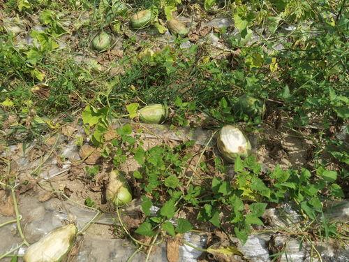 西安疫情 吃瓜,追踪瓜田里的最新动态