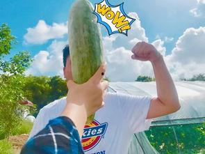 吃瓜网红最新,娱乐圈幕后真相大曝光！