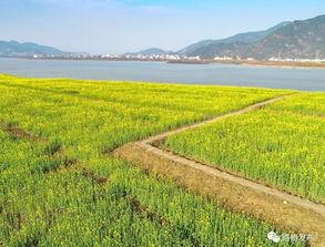 飞龙湖吃瓜,夏日吃瓜盛宴，畅享清凉时光