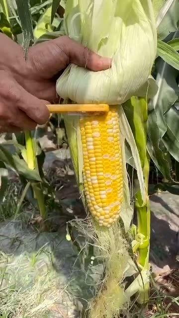 啃苞米吃瓜,品味乡村生活的悠闲与美好