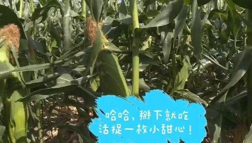 啃苞米吃瓜,品味乡村生活的悠闲与美好