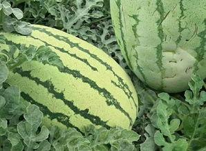 怎么检测吃瓜群众,如何精准识别并分析网络围观者