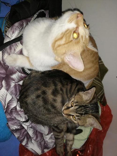 猫无语吃瓜,揭秘娱乐圈幕后真相