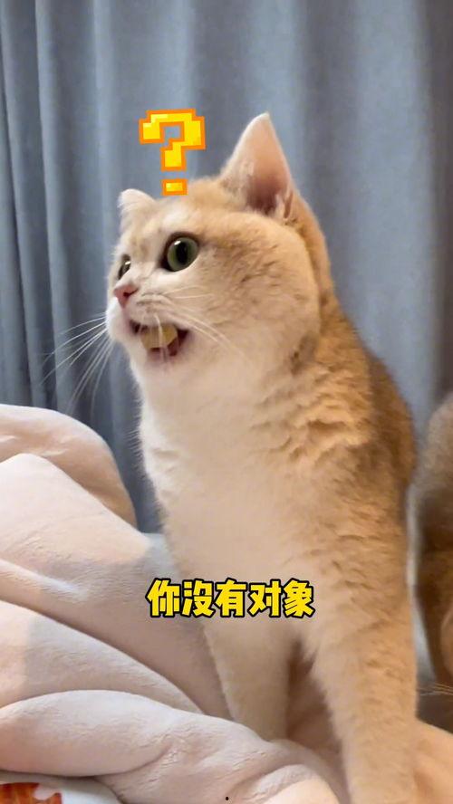 猫无语吃瓜,揭秘娱乐圈幕后真相