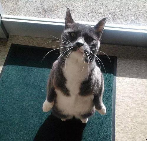 猫无语吃瓜,揭秘娱乐圈幕后真相