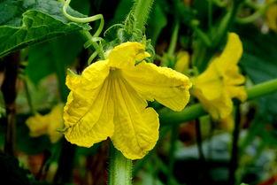 吃瓜六瓣花,揭秘娱乐圈的甜蜜与苦涩