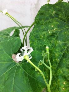 吃瓜六瓣花,揭秘娱乐圈的甜蜜与苦涩