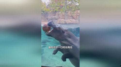 倔强的吃瓜,揭秘娱乐圈风云