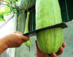 喇叭瓜可以吃吗,喇叭瓜的营养价值与食用方法