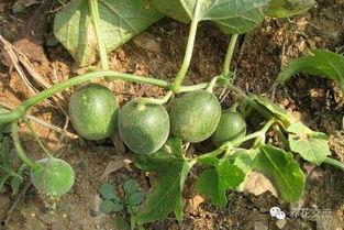 喇叭瓜可以吃吗,喇叭瓜的营养价值与食用方法