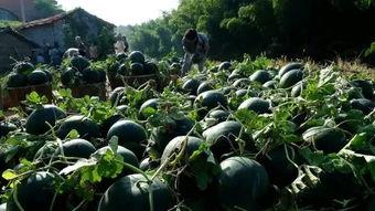 天台吃瓜,揭秘网络热点的背后故事