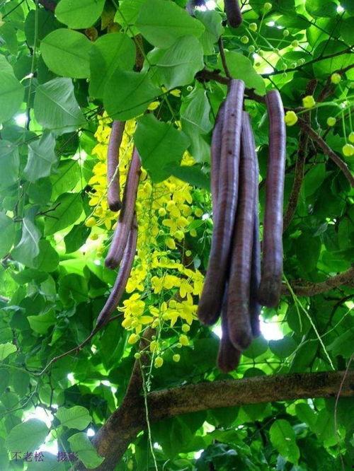 缅甸吃瓜实拍,吃瓜实拍，探寻地道风味