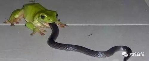 吃瓜蛇怕吗,它们真的怕吗？