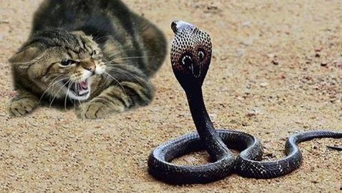 吃瓜蛇怕吗,它们真的怕吗？