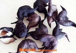 黄守瓜吃菱角,黄守瓜与菱角的奇妙邂逅